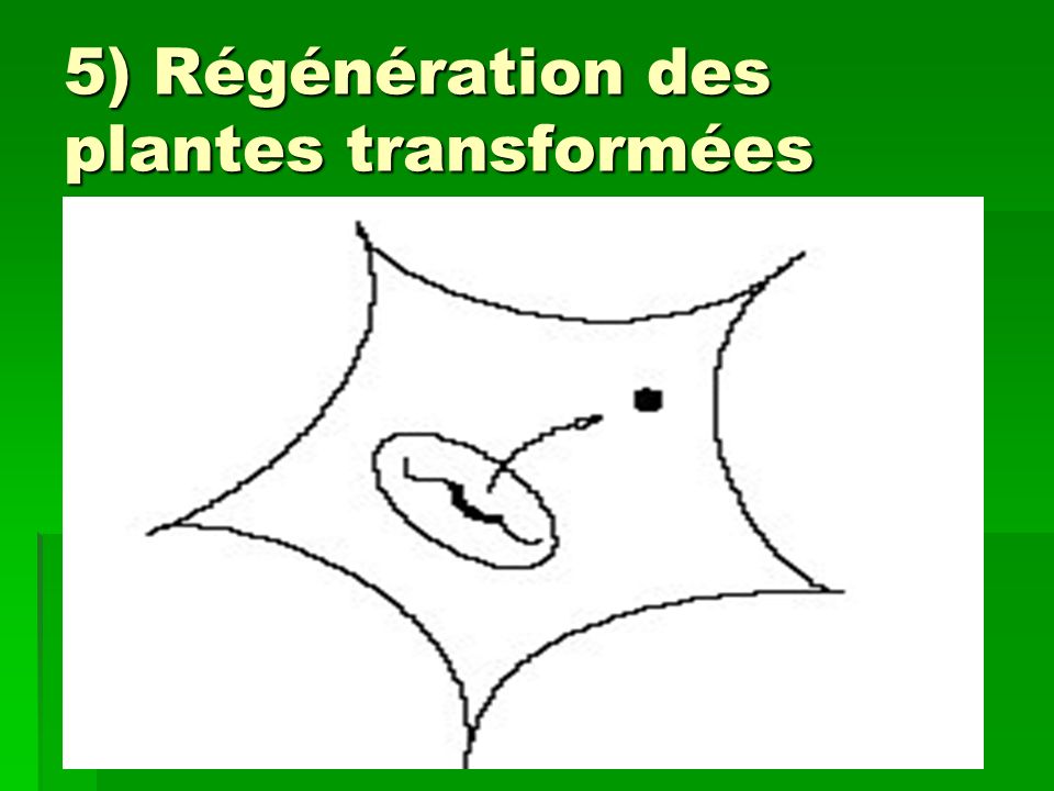 5) Régénération des plantes transformées