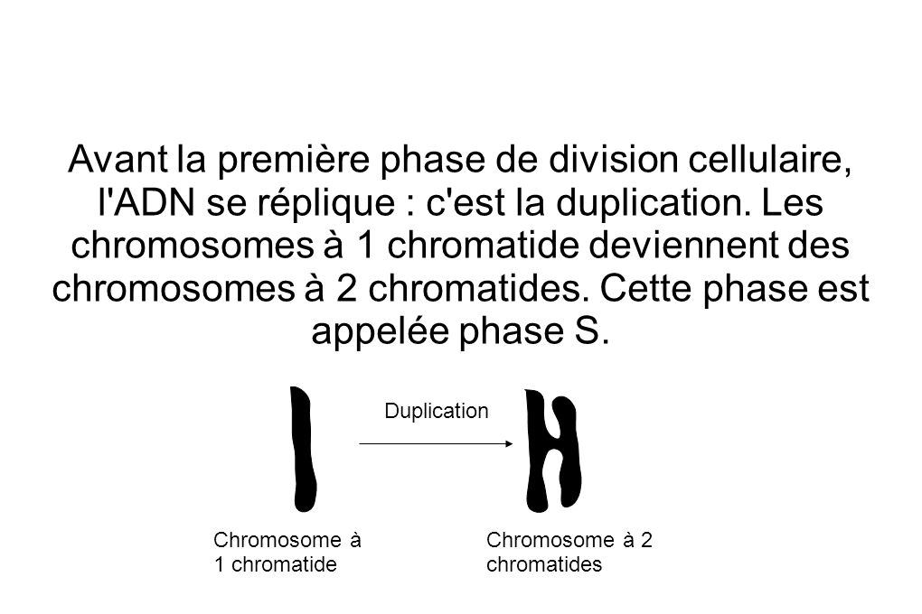 Avant la première phase de division cellulaire, l ADN se réplique : c est la duplication. Les chromosomes à 1 chromatide deviennent des chromosomes à 2 chromatides. Cette phase est appelée phase S.