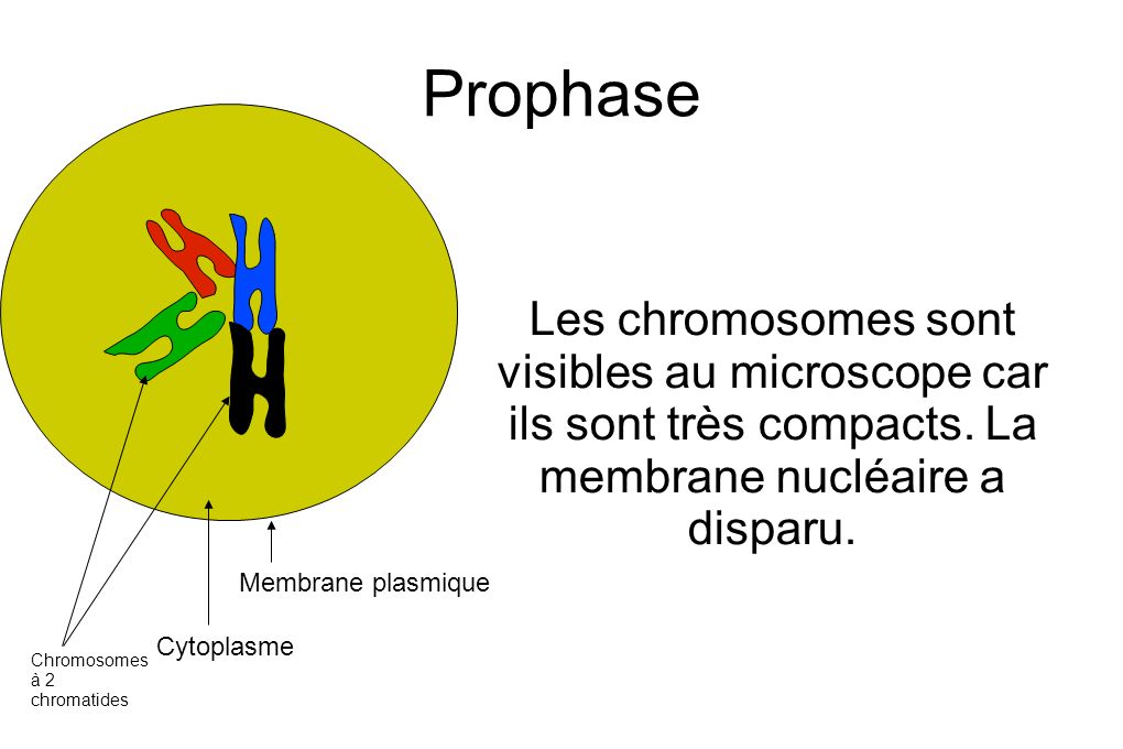 Prophase Les chromosomes sont visibles au microscope car ils sont très compacts. La membrane nucléaire a disparu.