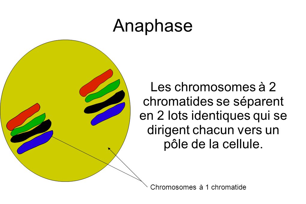 Anaphase Les chromosomes à 2 chromatides se séparent en 2 lots identiques qui se dirigent chacun vers un pôle de la cellule.