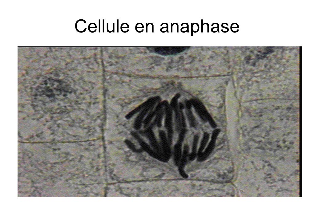Cellule en anaphase