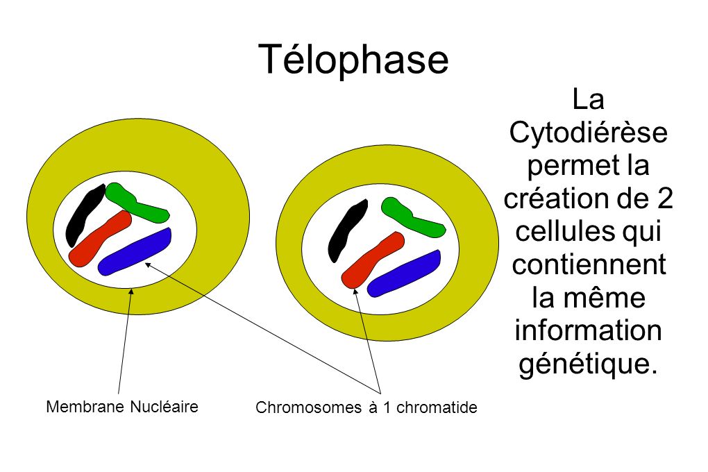 Télophase La Cytodiérèse permet la création de 2 cellules qui contiennent la même information génétique.