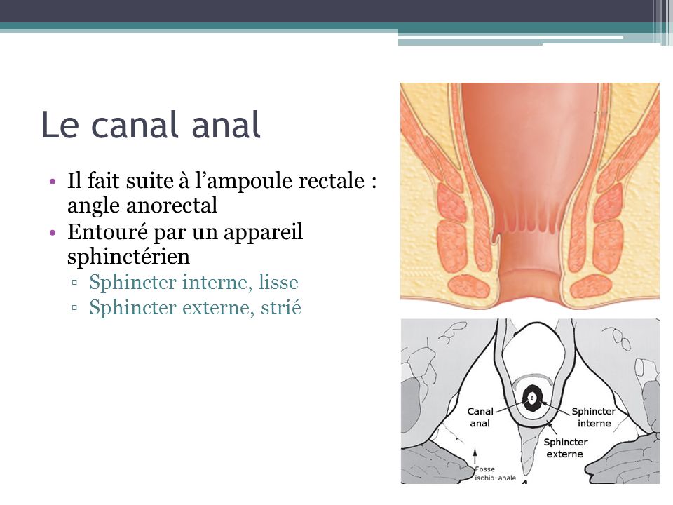Le canal anal Il fait suite à l’ampoule rectale : angle anorectal