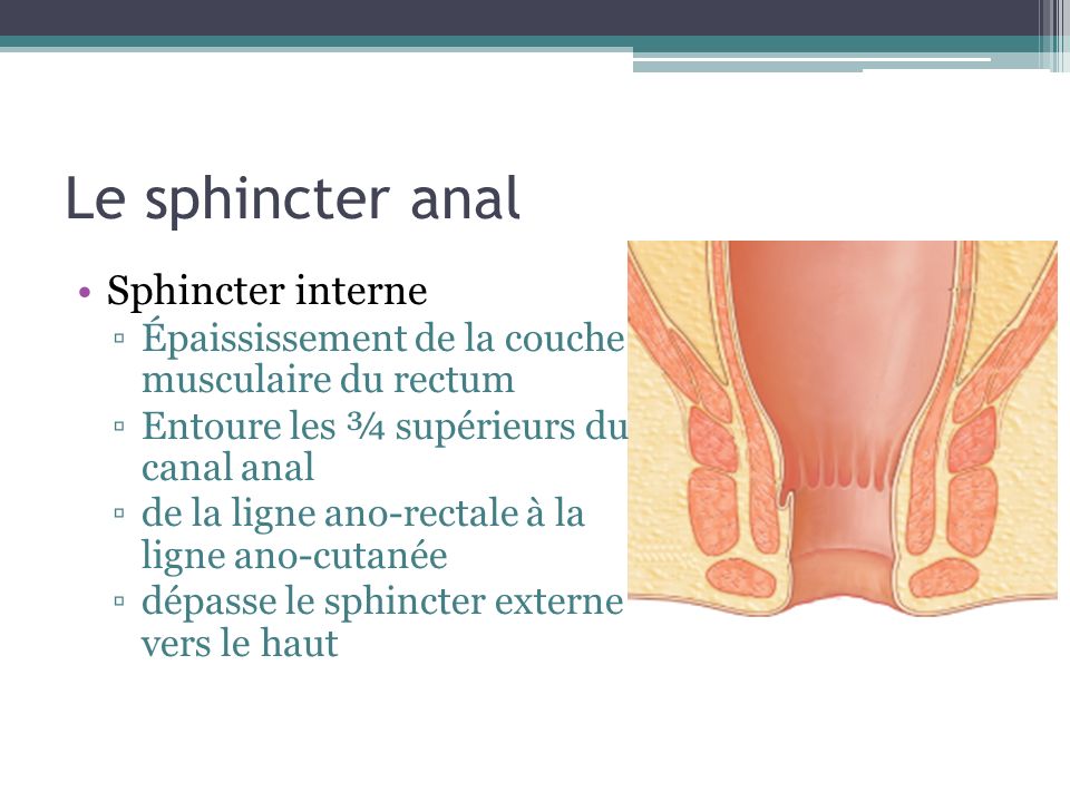 Le sphincter anal Sphincter interne