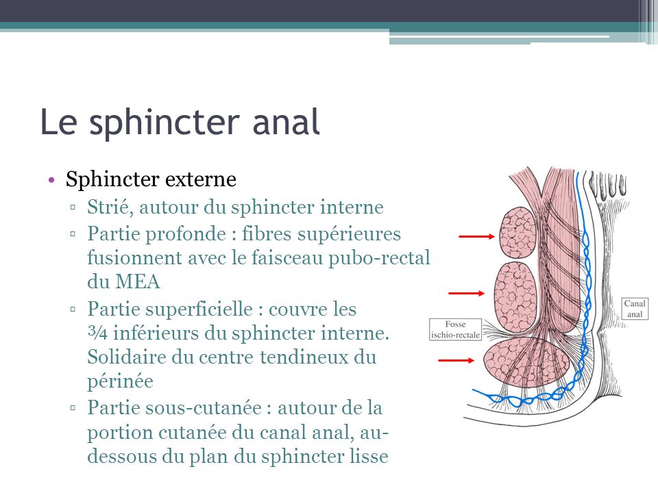 Le sphincter anal Sphincter externe Strié, autour du sphincter interne