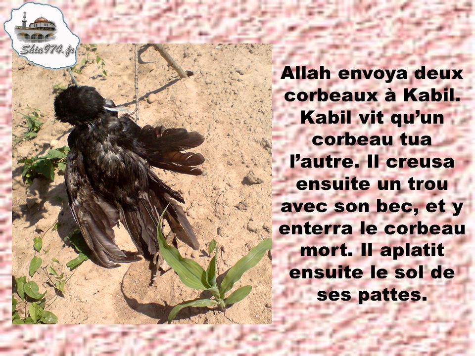 Allah envoya deux corbeaux à Kabil. Kabil vit qu’un corbeau tua l’autre.
