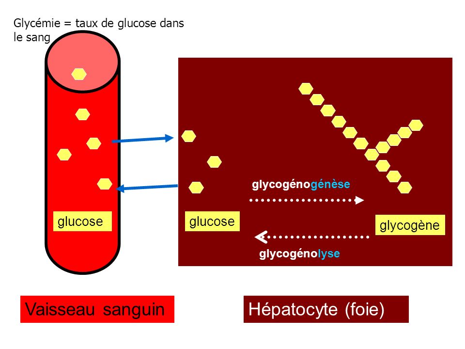 Vaisseau sanguin Hépatocyte (foie) glucose glucose glycogène