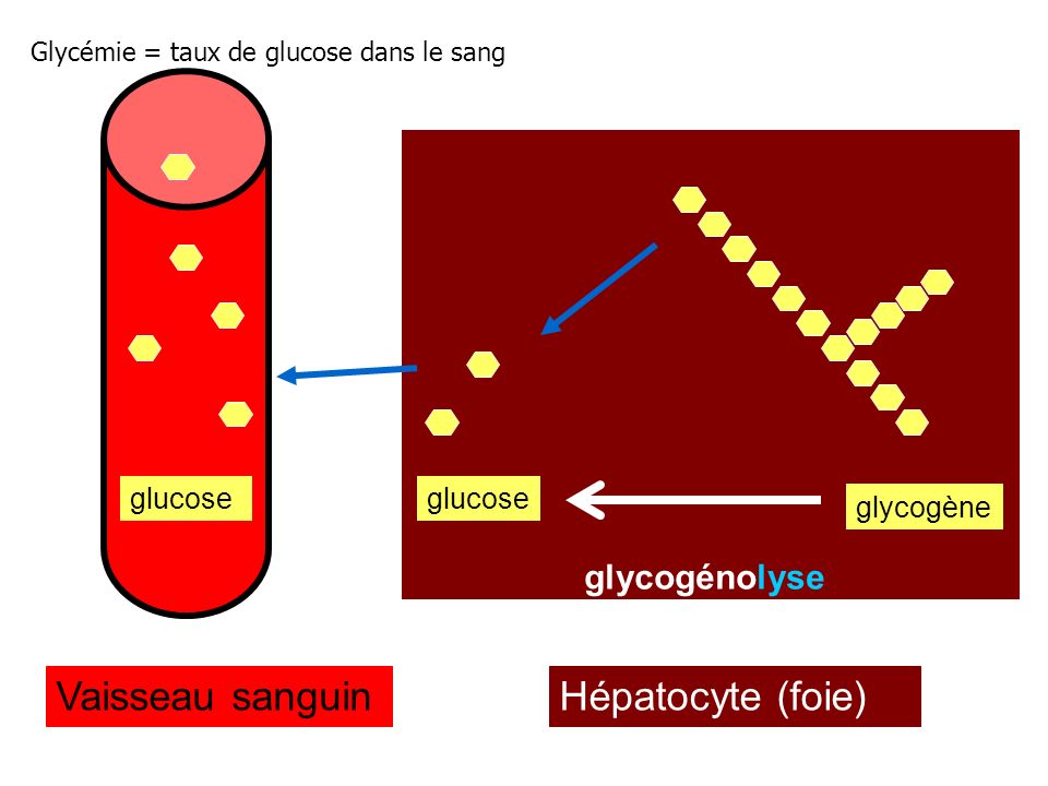 Vaisseau sanguin Hépatocyte (foie) glycogénolyse glucose glucose