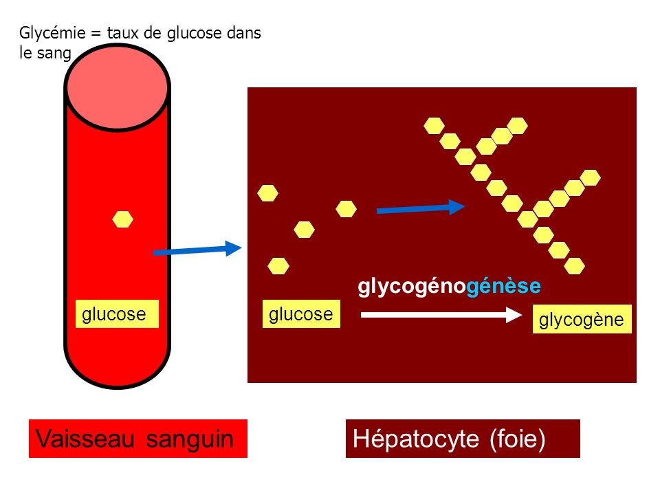 Vaisseau sanguin Hépatocyte (foie) glycogénogénèse glucose glucose