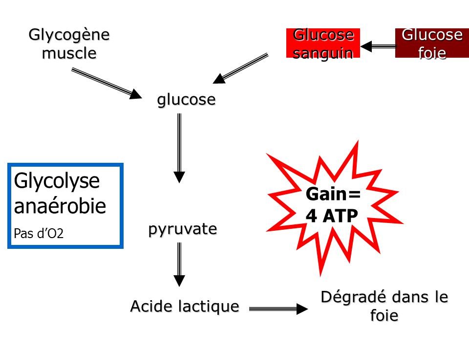 Glycolyse anaérobie Gain=4 ATP Glycogène muscle Glucose sanguin
