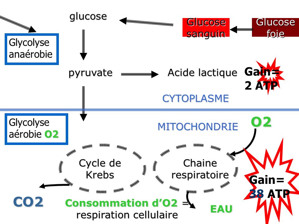 Consommation d’O2 = respiration cellulaire