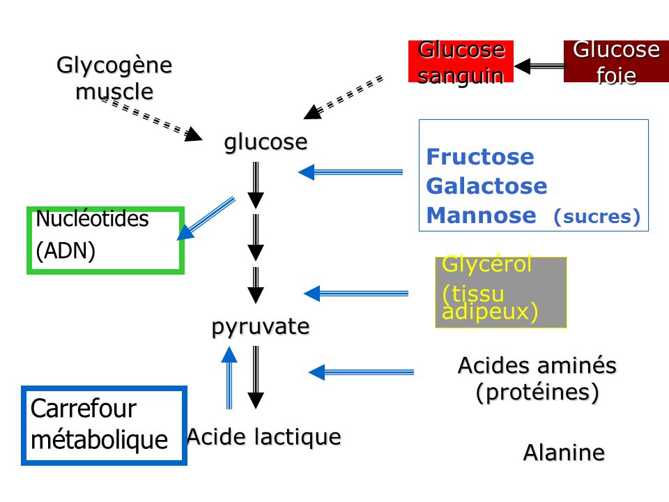 Acides aminés (protéines)