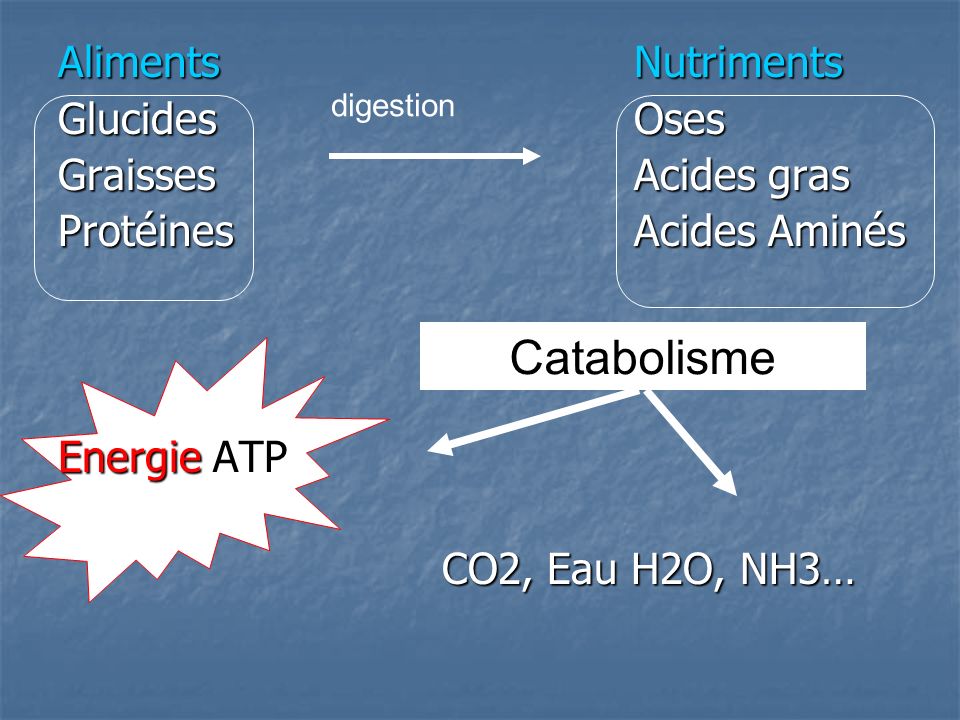 Catabolisme Aliments Nutriments Glucides Oses Graisses Acides gras