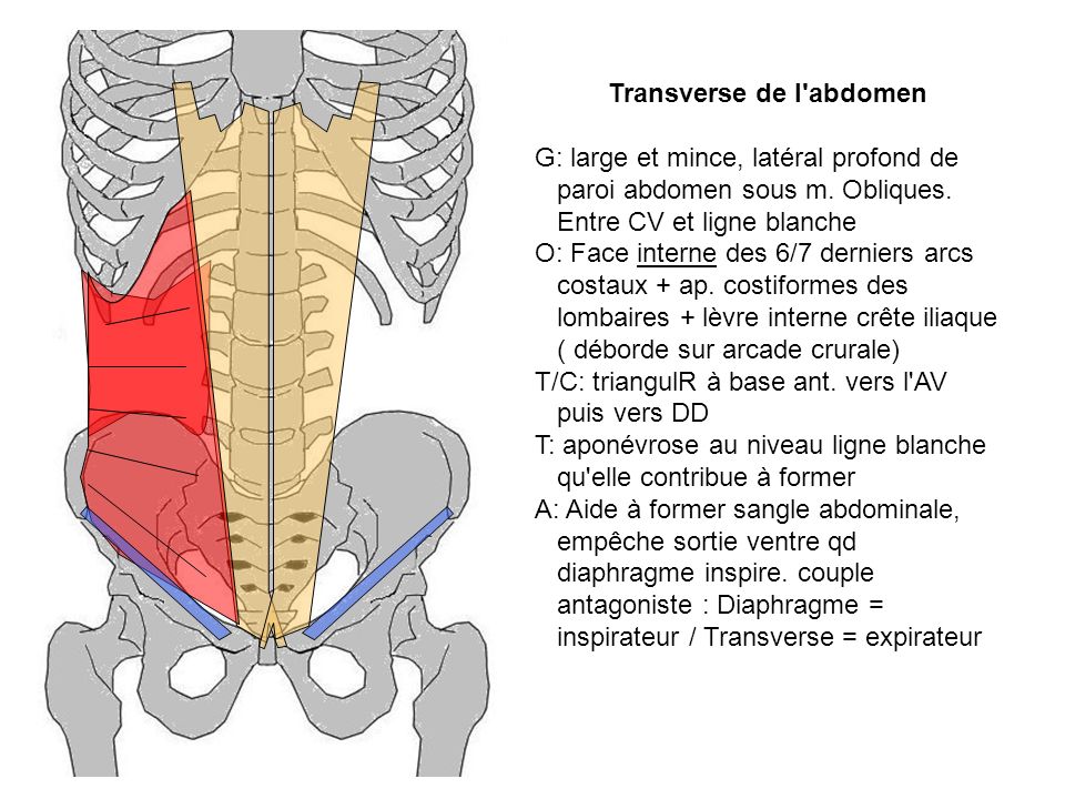 Transverse de l abdomen