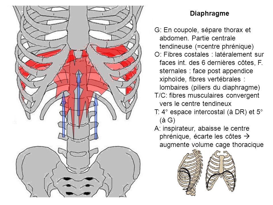 Diaphragme G: En coupole, sépare thorax et abdomen. Partie centrale tendineuse (=centre phrénique)