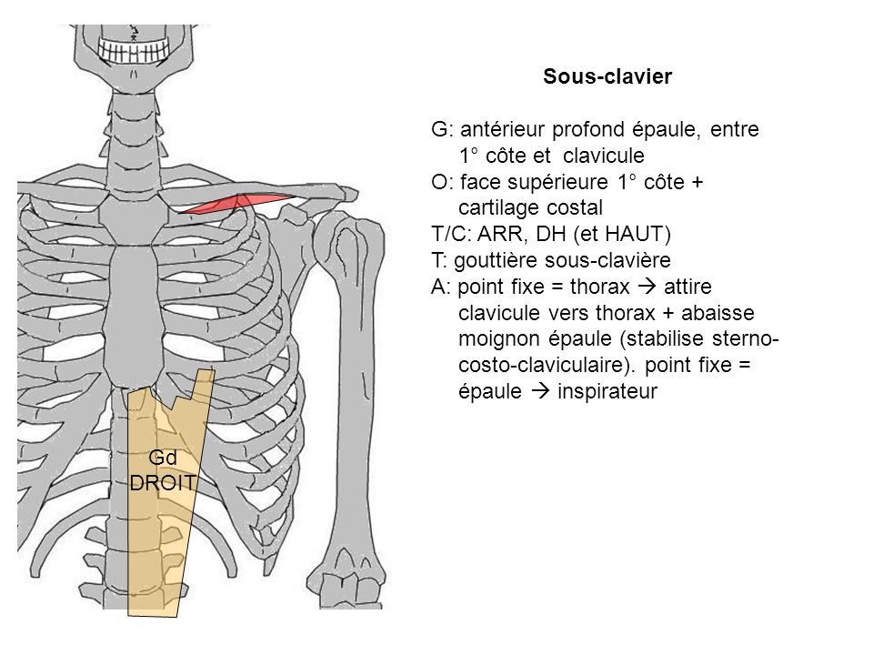 G: antérieur profond épaule, entre 1° côte et clavicule