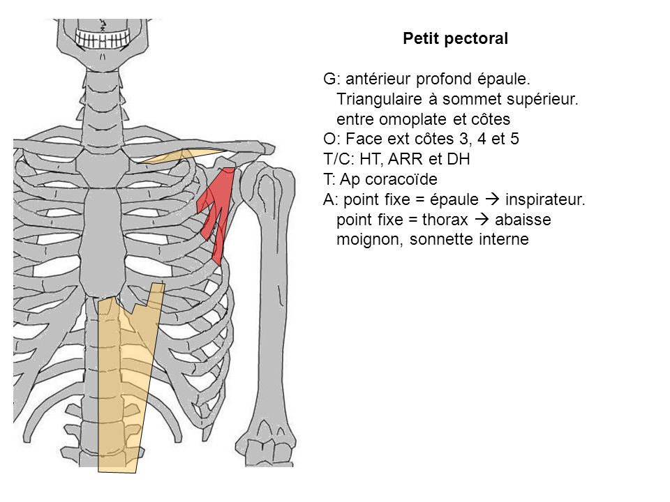 Petit pectoral G: antérieur profond épaule. Triangulaire à sommet supérieur. entre omoplate et côtes.