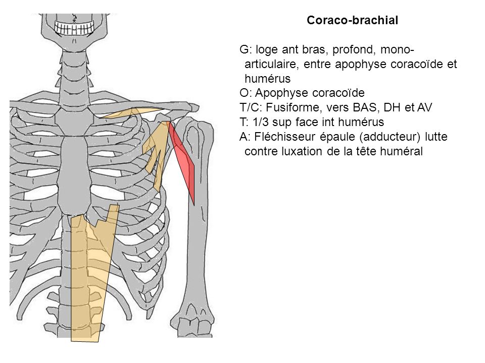 Coraco-brachial G: loge ant bras, profond, mono-articulaire, entre apophyse coracoïde et humérus. O: Apophyse coracoïde.