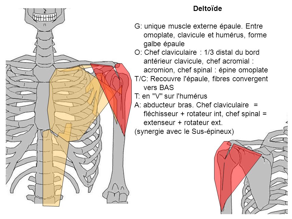 Deltoïde G: unique muscle externe épaule. Entre omoplate, clavicule et humérus, forme galbe épaule.