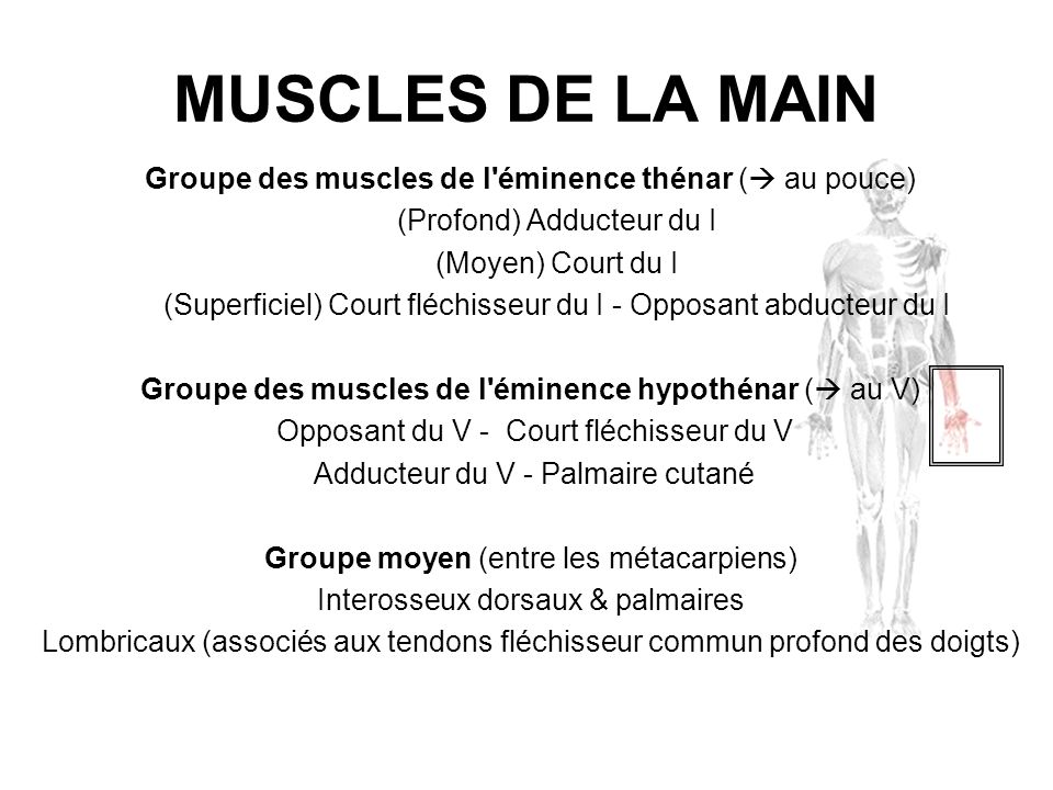 MUSCLES DE LA MAIN Groupe des muscles de l éminence thénar ( au pouce) (Profond) Adducteur du I. (Moyen) Court du I.