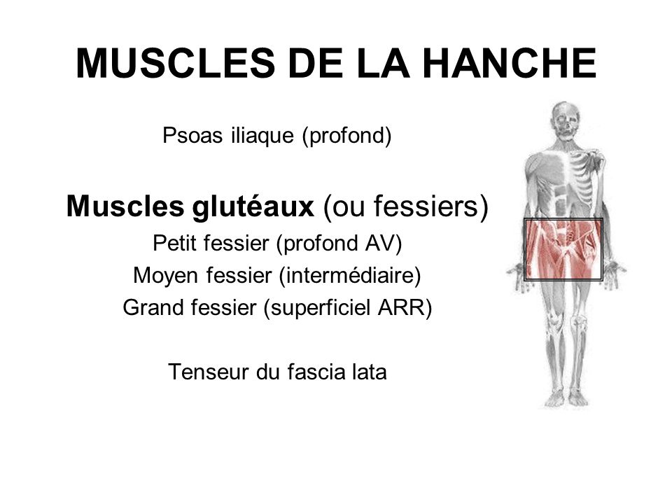 MUSCLES DE LA HANCHE Muscles glutéaux (ou fessiers)