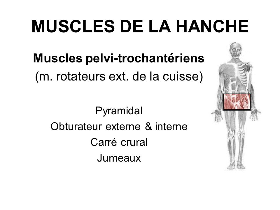 Muscles pelvi-trochantériens