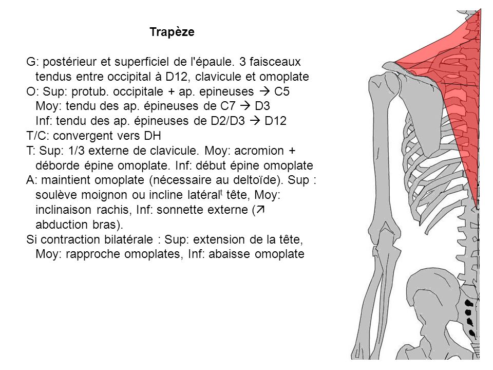 O: Sup: protub. occipitale + ap. epineuses  C5