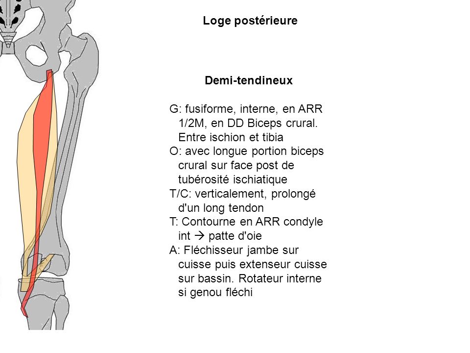 Loge postérieure Demi-tendineux. G: fusiforme, interne, en ARR 1/2M, en DD Biceps crural. Entre ischion et tibia.