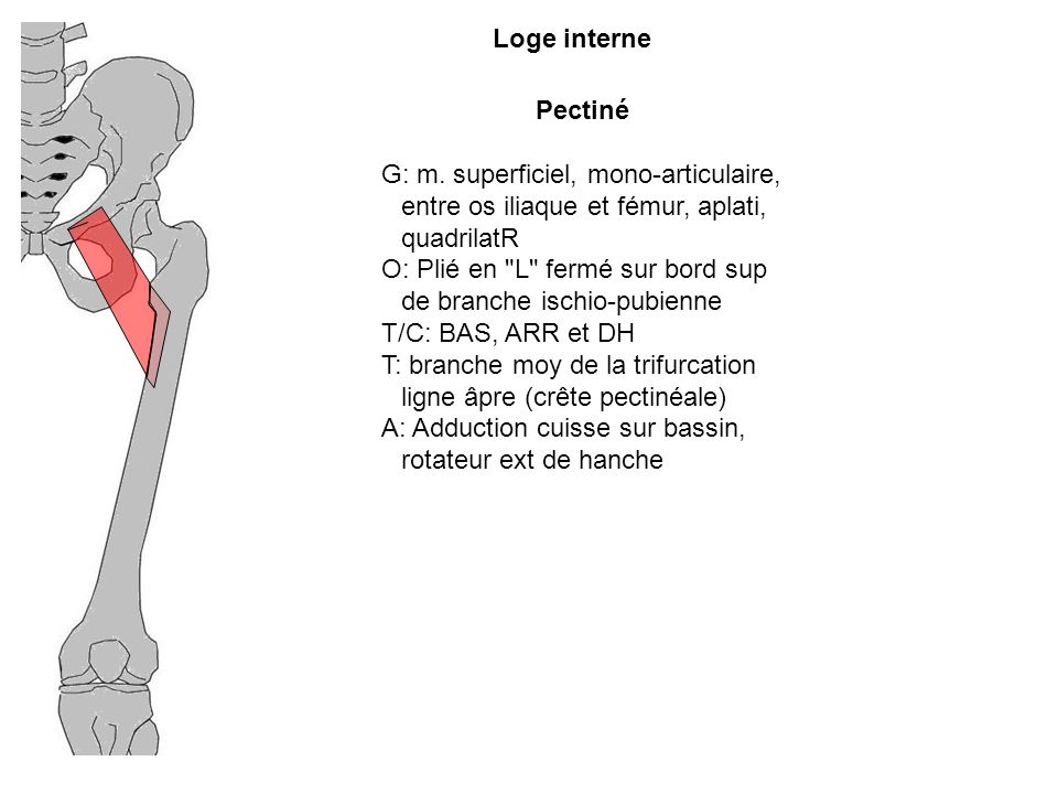 Loge interne Pectiné. G: m. superficiel, mono-articulaire, entre os iliaque et fémur, aplati, quadrilatR.