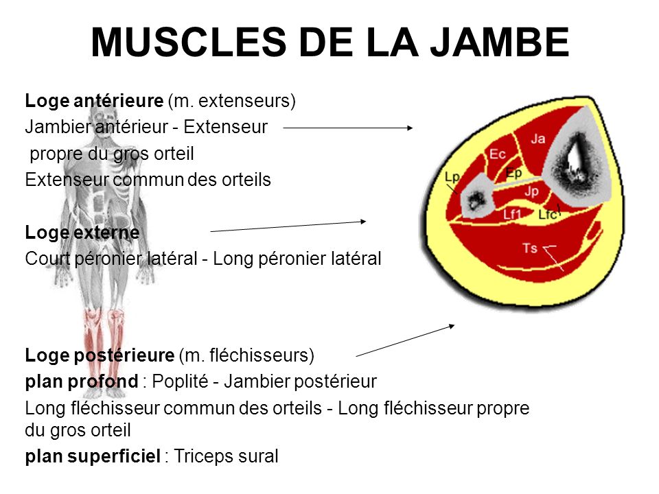 MUSCLES DE LA JAMBE Loge antérieure (m. extenseurs)