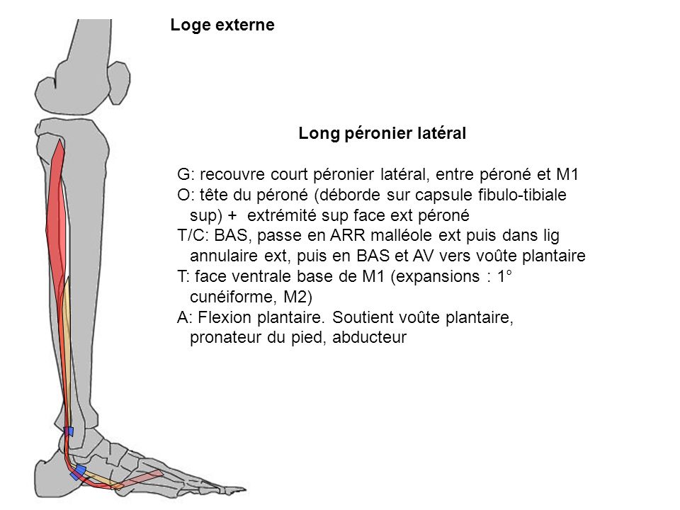 Loge externe Long péronier latéral. G: recouvre court péronier latéral, entre péroné et M1.