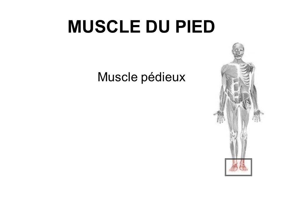 MUSCLE DU PIED Muscle pédieux