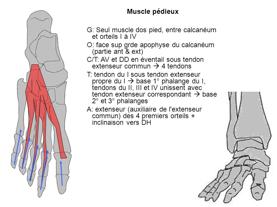 Muscle pédieux G: Seul muscle dos pied, entre calcanéum et orteils I à IV. O: face sup grde apophyse du calcanéum (partie ant & ext)