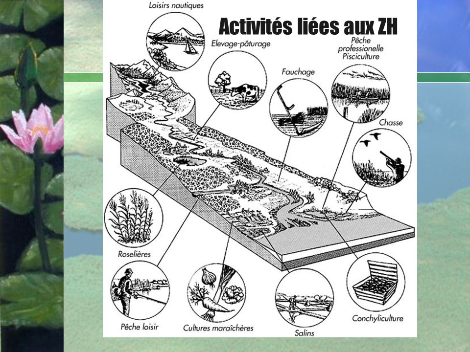 Activités liées aux ZH Bullet Point Slide Marais Agricoles Aménages