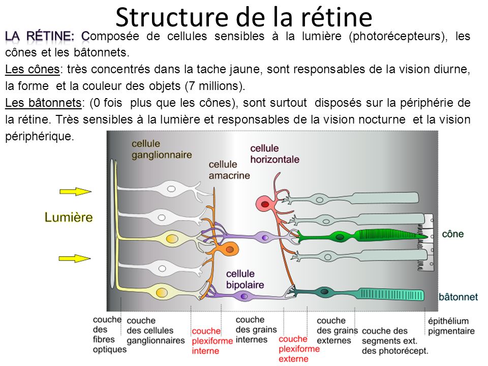 Structure de la rétine La rétine: Composée de cellules sensibles à la lumière (photorécepteurs), les cônes et les bâtonnets.