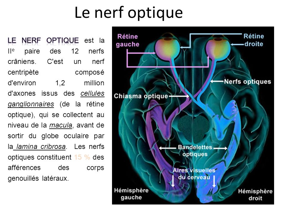 Le nerf optique
