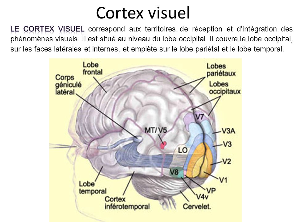Cortex visuel