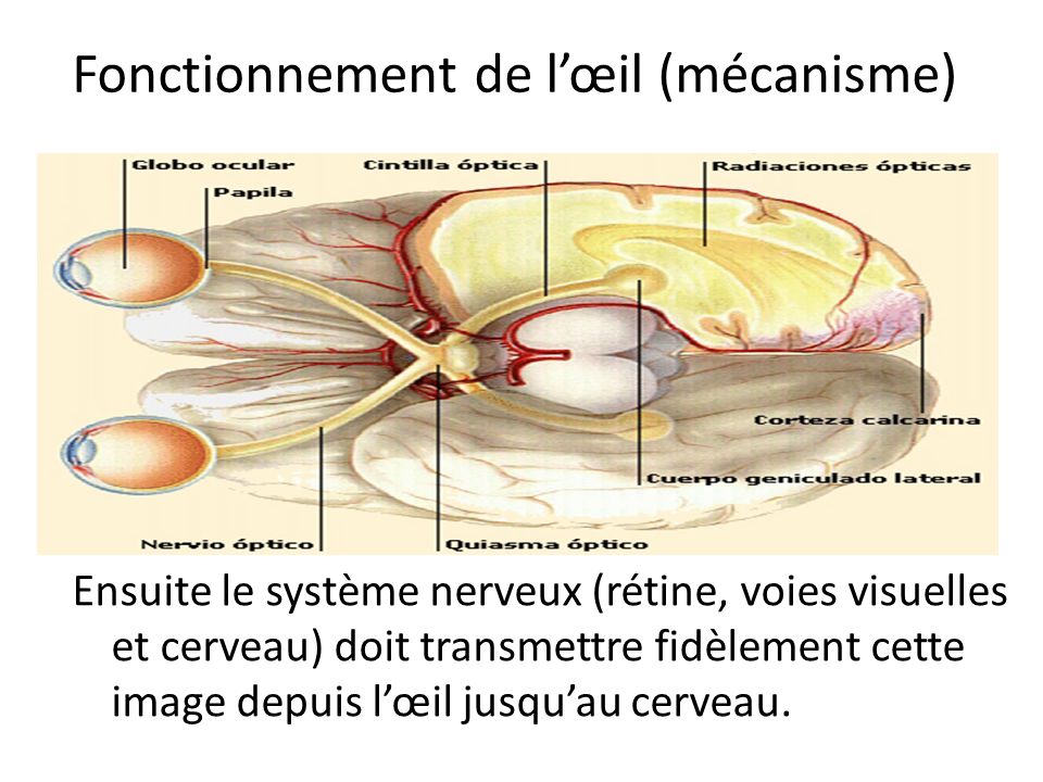 Fonctionnement de l’œil (mécanisme)