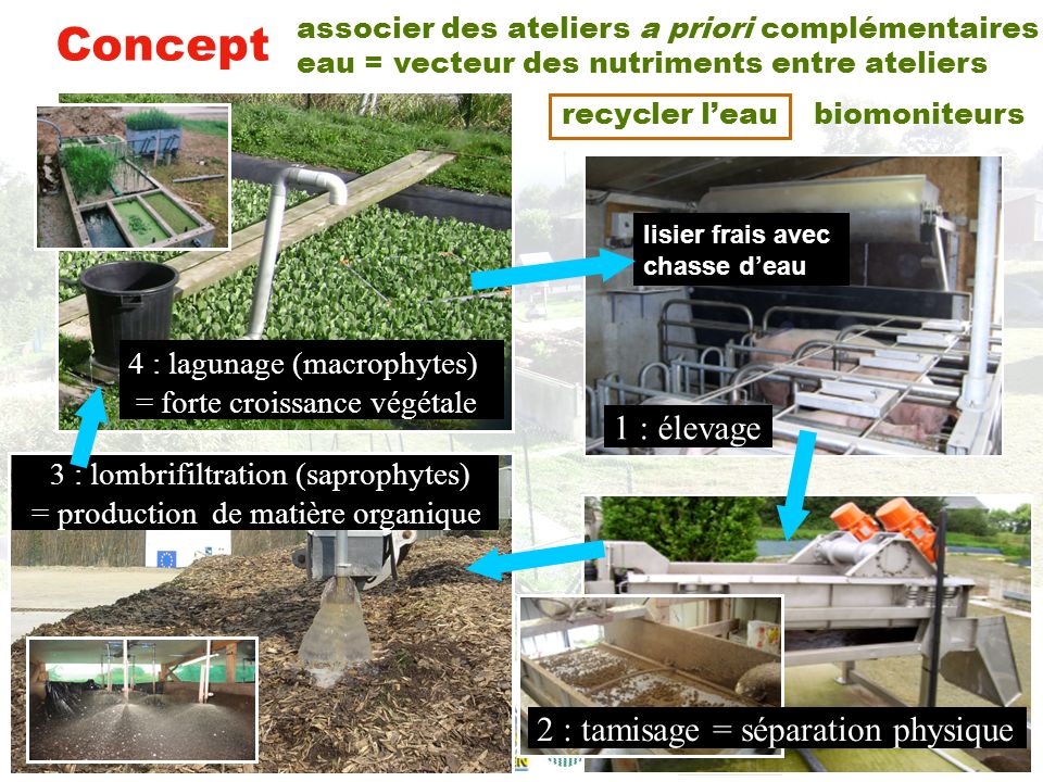 Concept 4 : lagunage (macrophytes) 1 : élevage