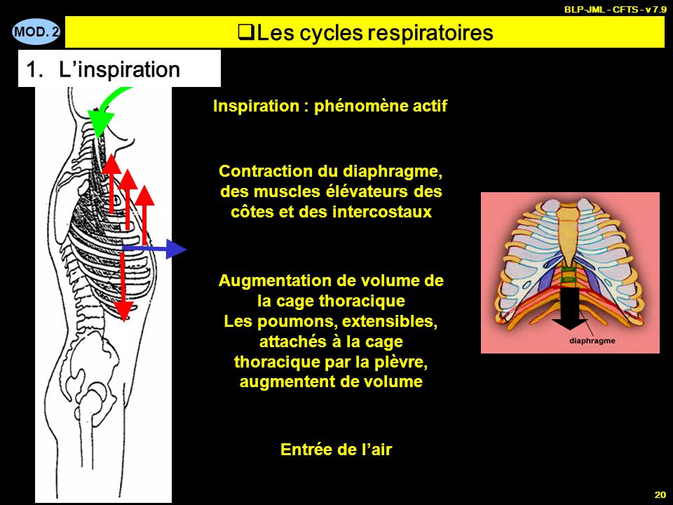 Les cycles respiratoires
