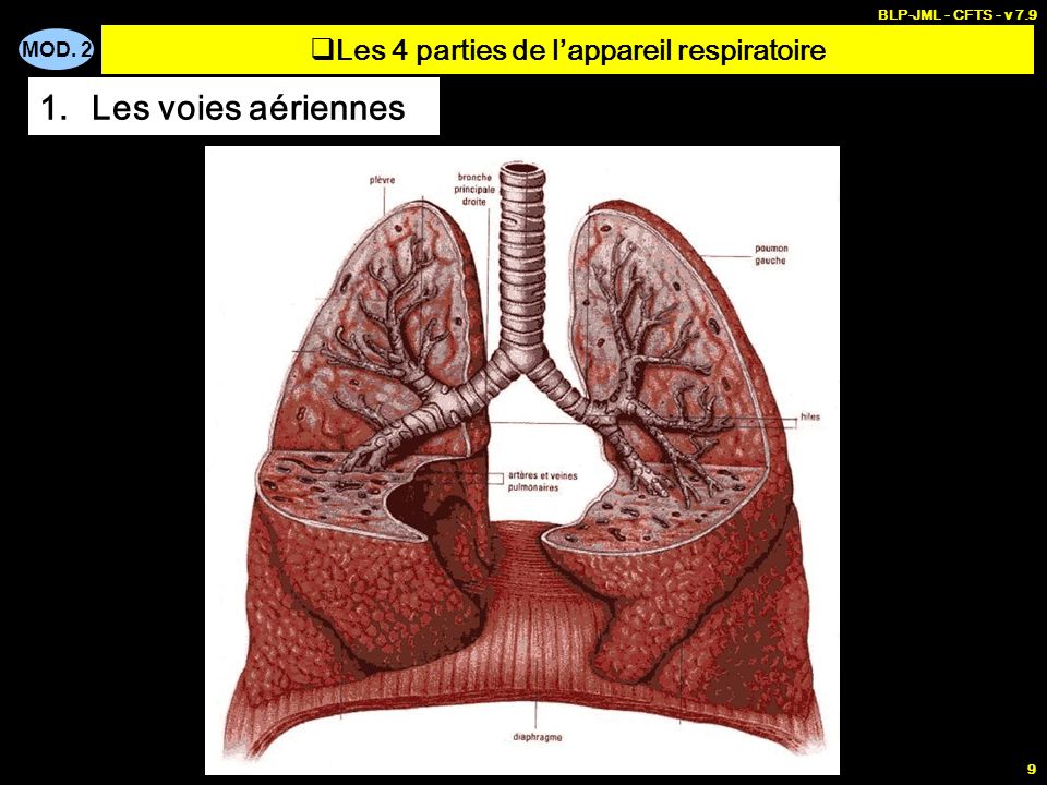 Les 4 parties de l’appareil respiratoire