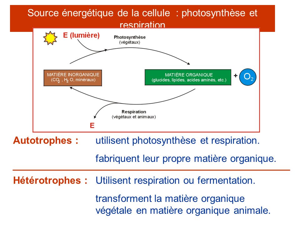 Source énergétique de la cellule : photosynthèse et respiration