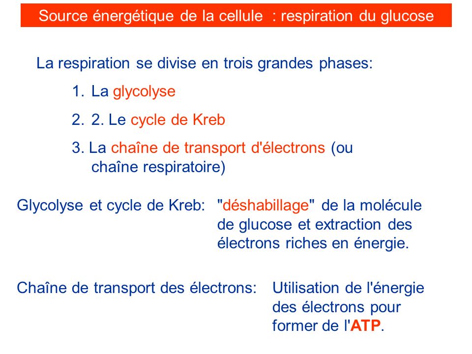 Source énergétique de la cellule : respiration du glucose