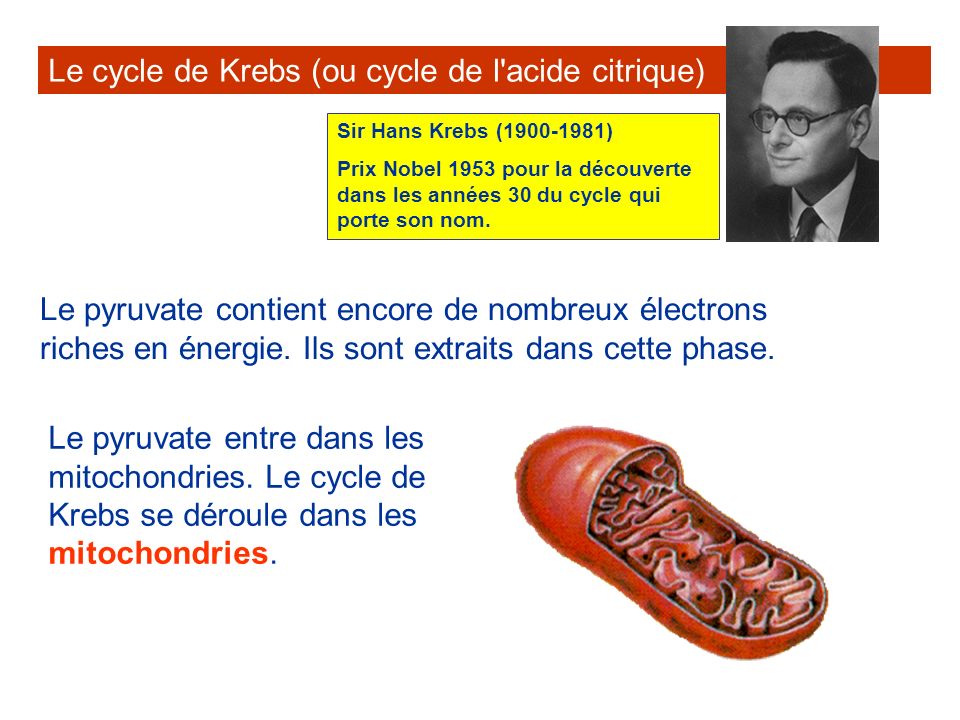 Le cycle de Krebs (ou cycle de l acide citrique)