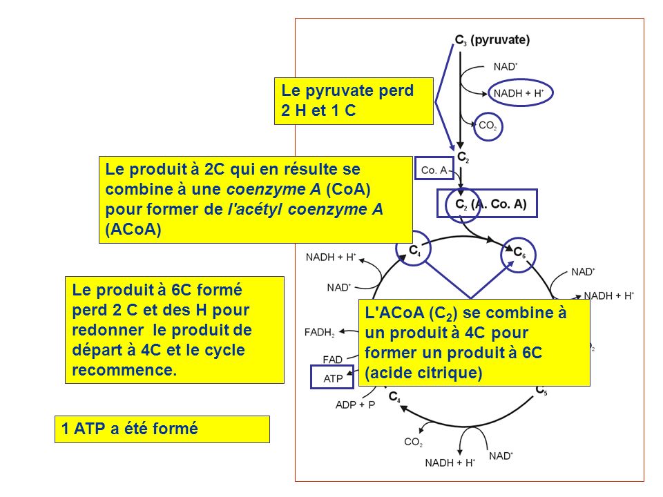 Le pyruvate perd 2 H et 1 C Le produit à 2C qui en résulte se combine à une coenzyme A (CoA) pour former de l acétyl coenzyme A (ACoA)