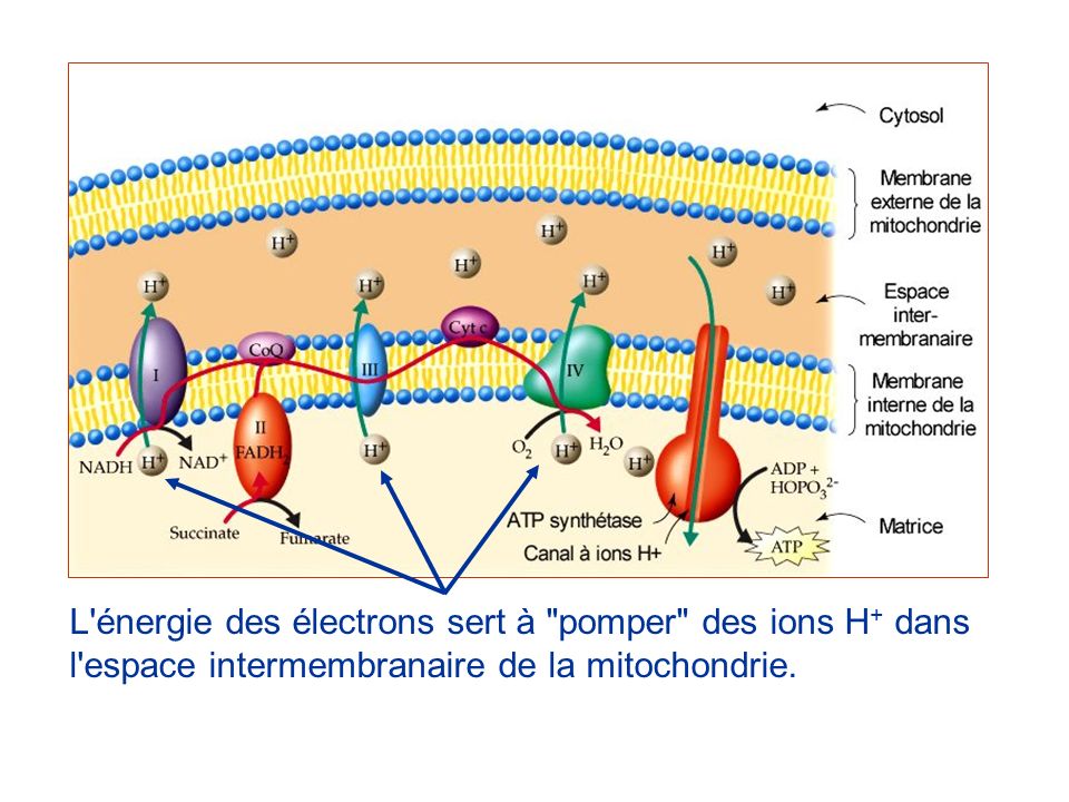 L énergie des électrons sert à pomper des ions H+ dans l espace intermembranaire de la mitochondrie.