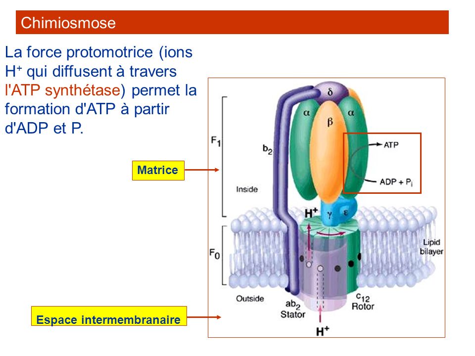 Chimiosmose La force protomotrice (ions H+ qui diffusent à travers l ATP synthétase) permet la formation d ATP à partir d ADP et P.
