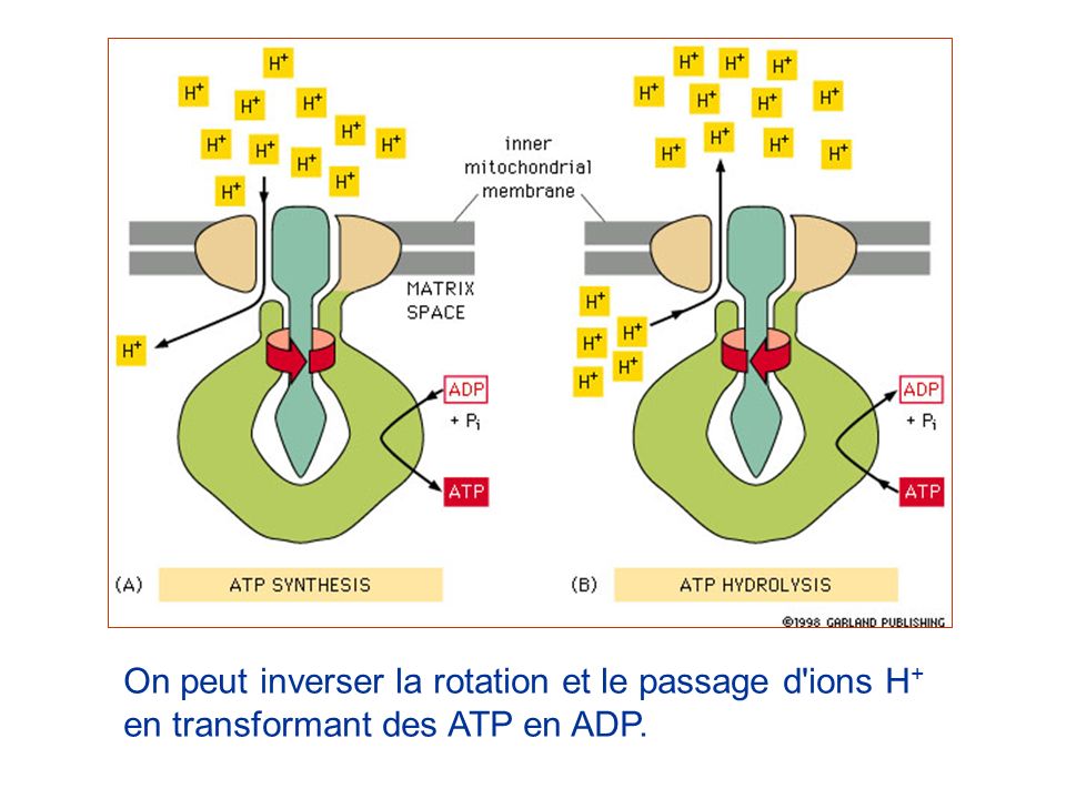 On peut inverser la rotation et le passage d ions H+ en transformant des ATP en ADP.