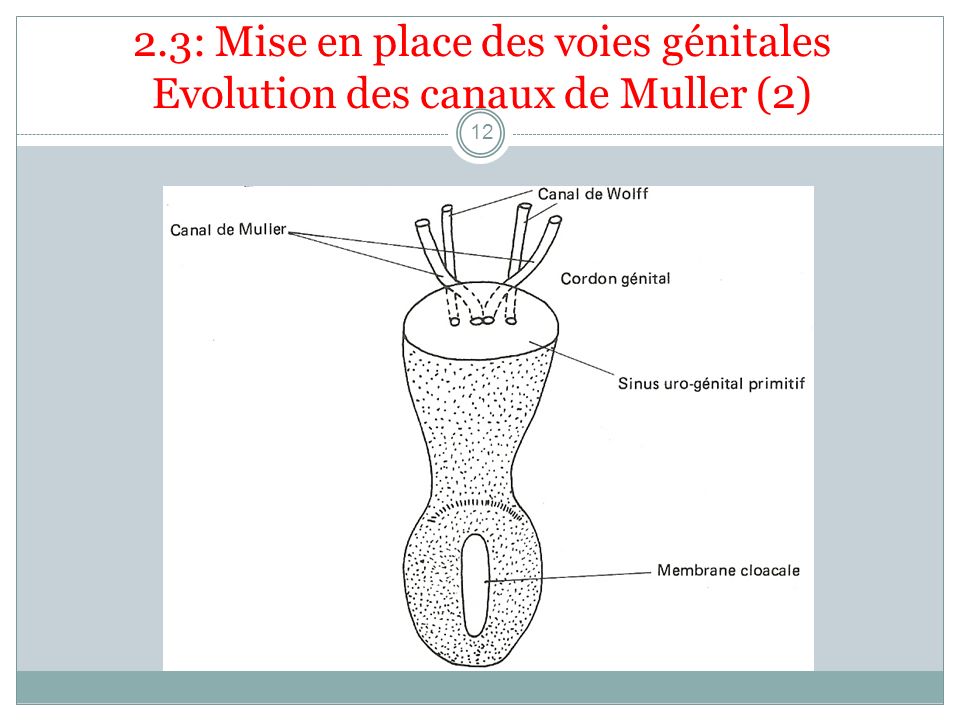 2.3: Mise en place des voies génitales Evolution des canaux de Muller (2)