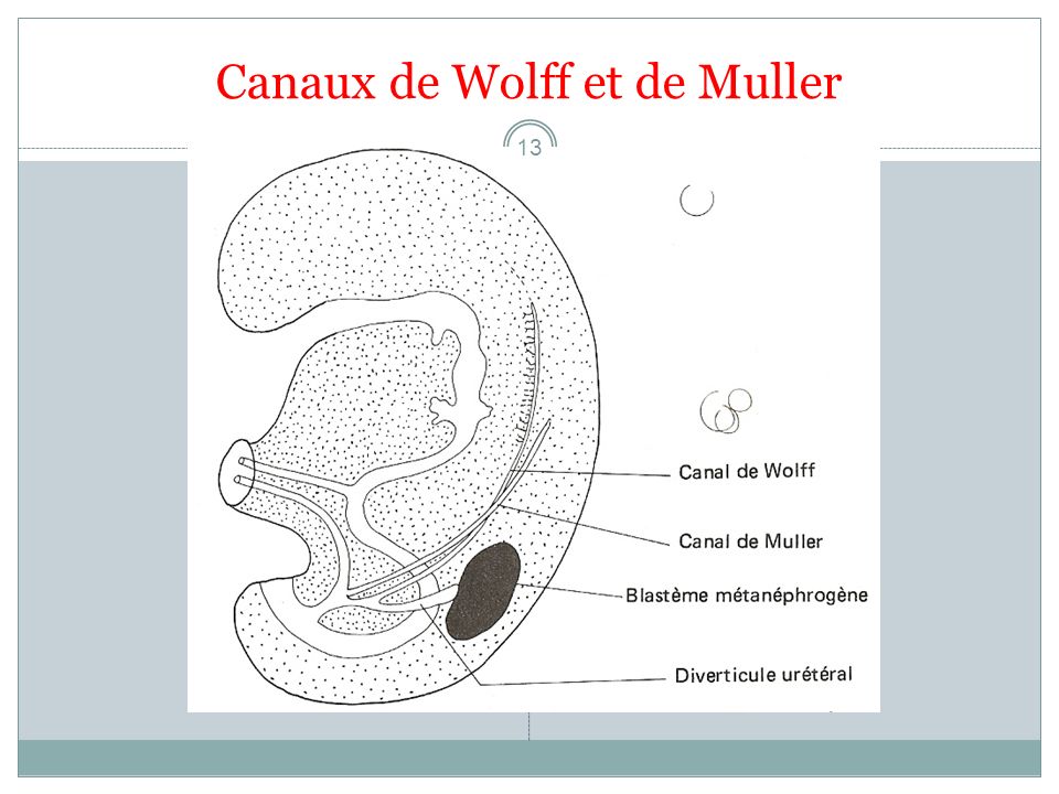 Canaux de Wolff et de Muller
